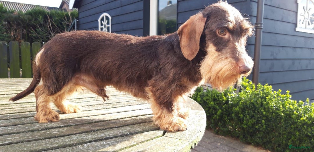 Ruwhaar Teckel honden te koop: 1 Leuke teckelpup black and tan ( TEEFJE )te koop  - Afbeelding 4