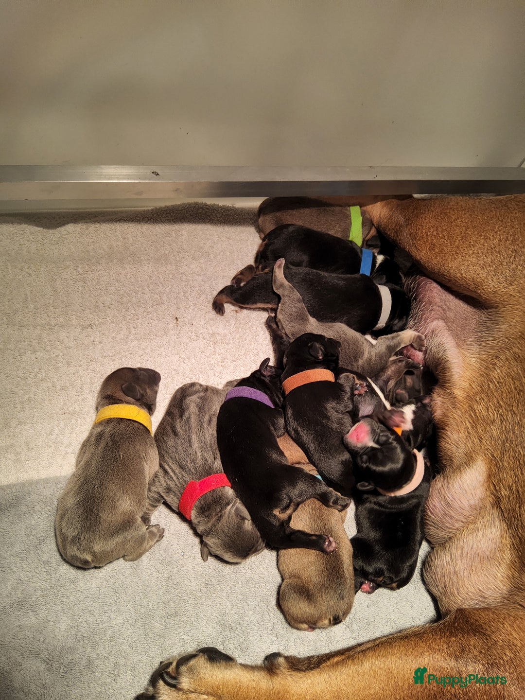 Franse Bulldog honden te koop: Fr bulldog puppy's uit geteste ouders - Advertentie 28