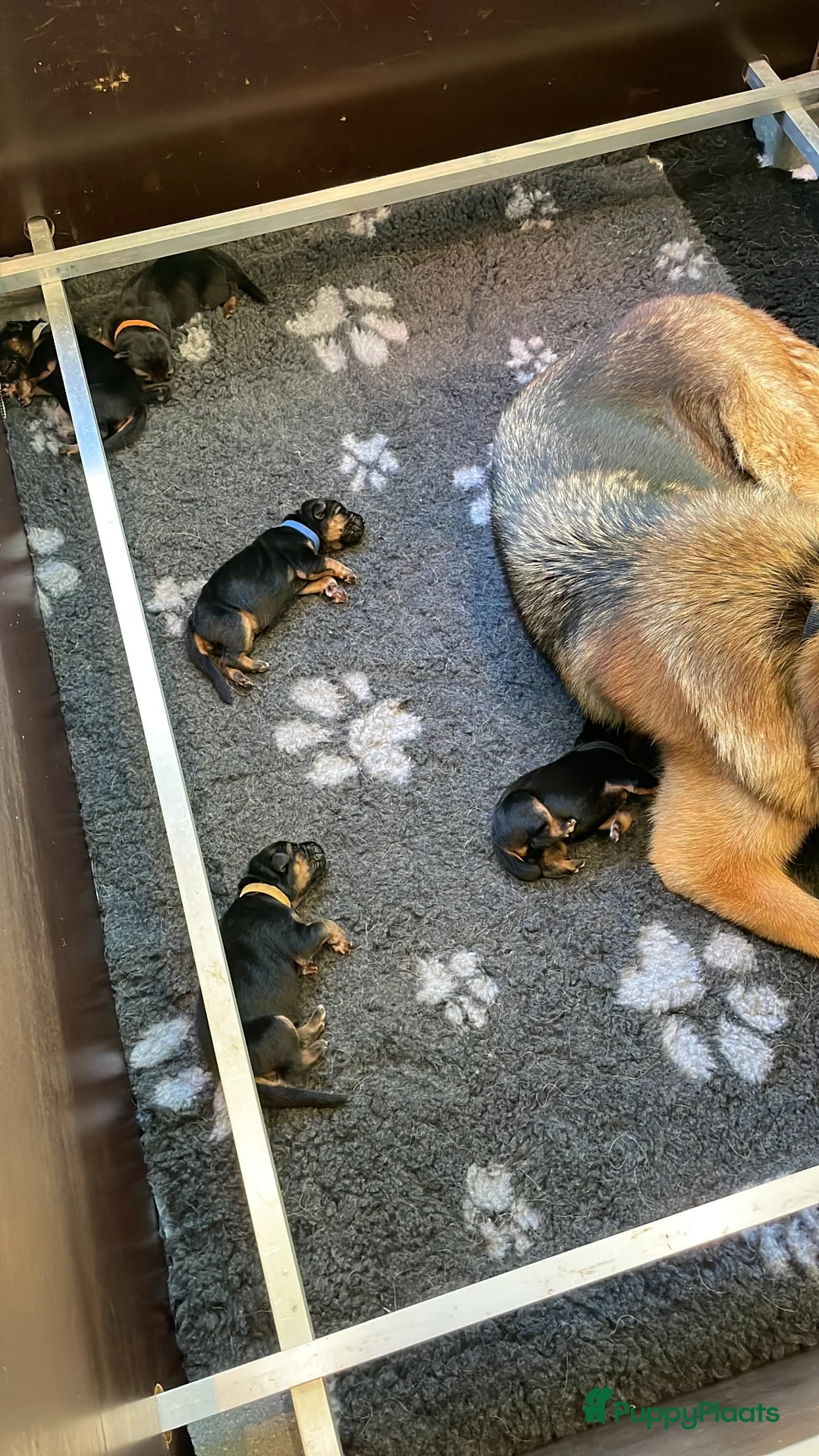 Duitse Herder honden te koop: Mooie Duitse Herder pups in Hoogenweg - Advertentie 2
