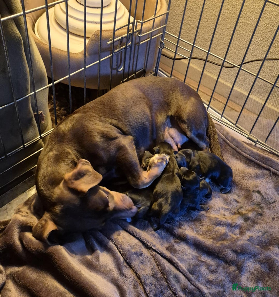 Jack Russel Terriër honden te koop: Jack russel pups kunnen naar nieuw huisje  - Afbeelding 7