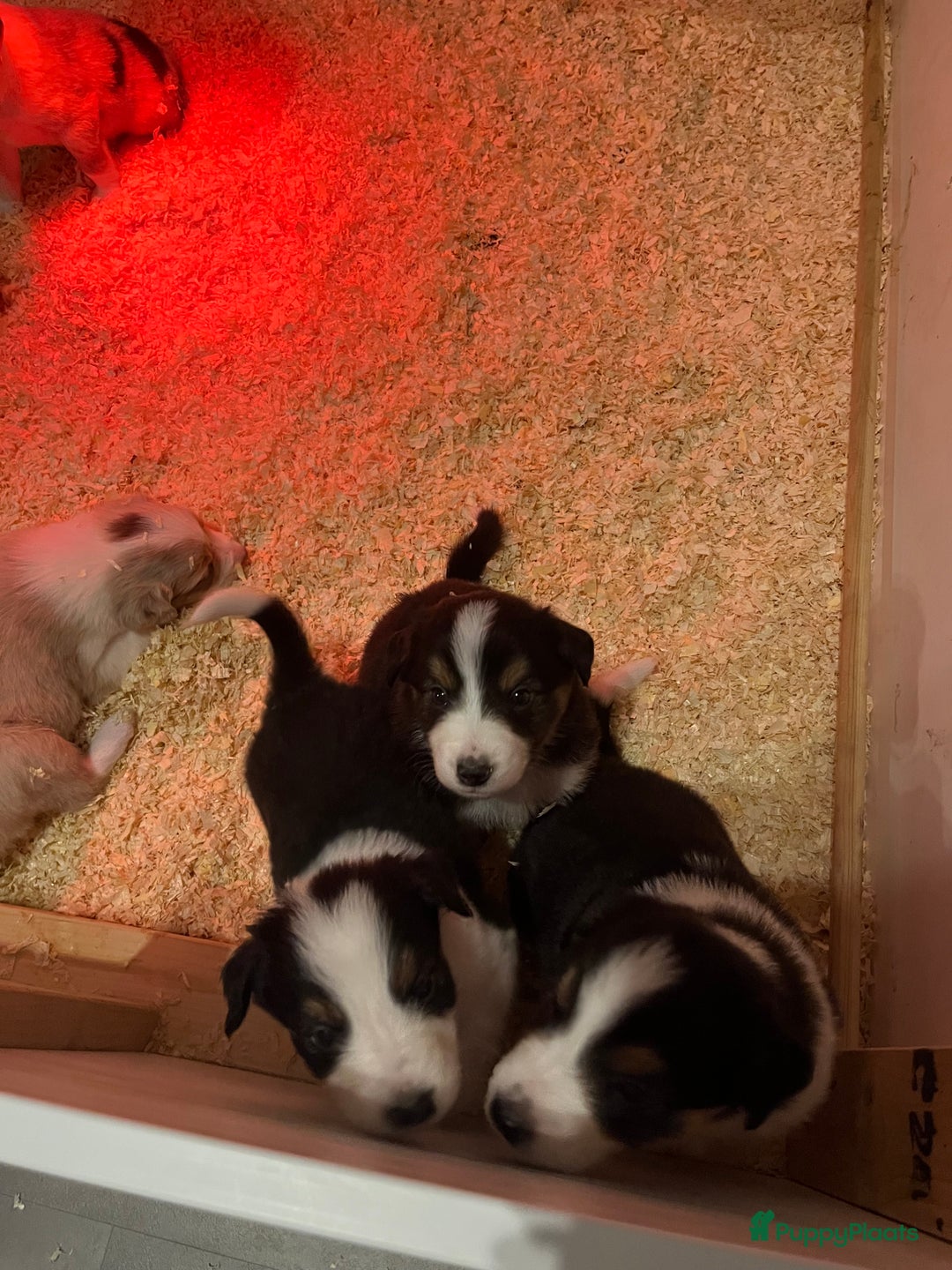 Australian Shepherd honden te koop: Raszuivere Australian Shepherd pups - Advertentie 13