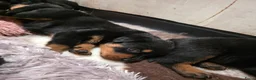 Rottweiler honden te koop: Prachtig mooie Rotweiler pups te koop! - Advertentie 8