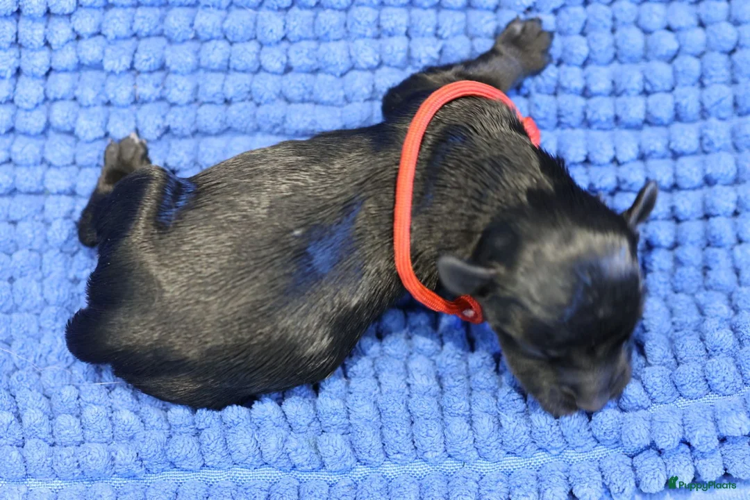 Nederlandse Schapendoes honden te koop: Mooie schapendoespups beschikbaar - Advertentie 10