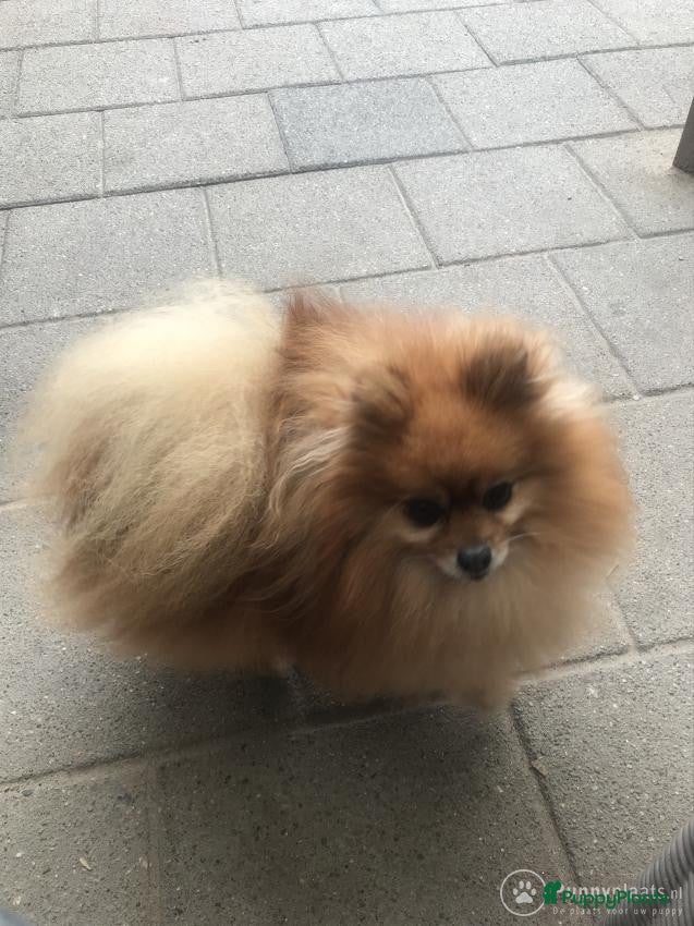Pomeriaan honden Pomeriaan dek reu in Boxtel - Advertentie 2