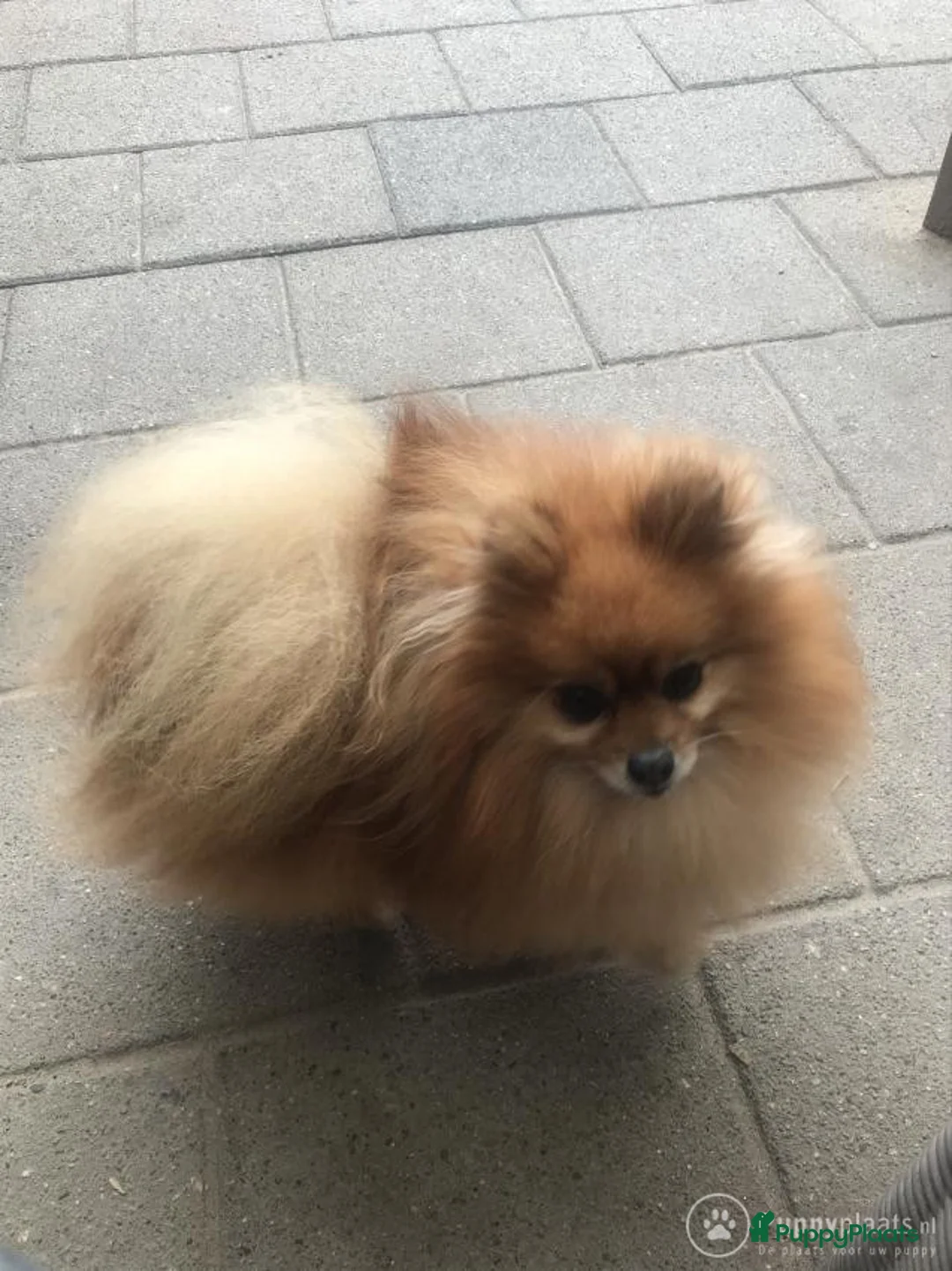 Pomeriaan honden ter dekking: Pomeriaan dek reu in Boxtel - Advertentie 2