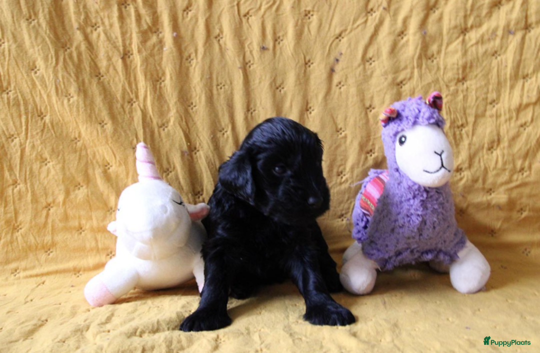 Barbet honden te koop: Barbet pups - Advertentie 34