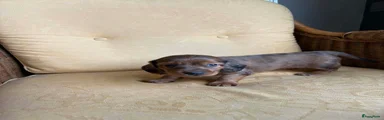 Kruising Puppy 2
