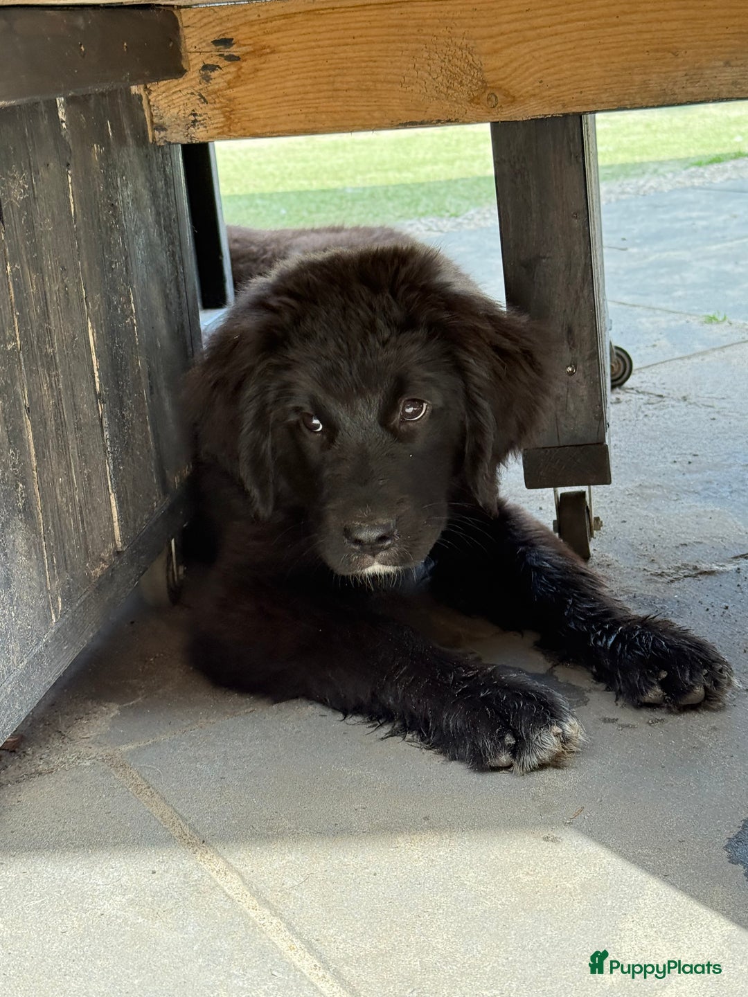 Kruising honden te koop: Newfoundlander Kruising pups  - Afbeelding 14