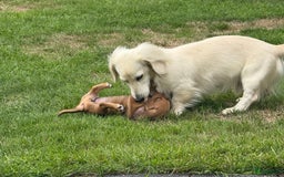 Teckel (korthaar)  honden te koop: Prachtig liefdesnestje met witte langharige papa - Afbeelding 6