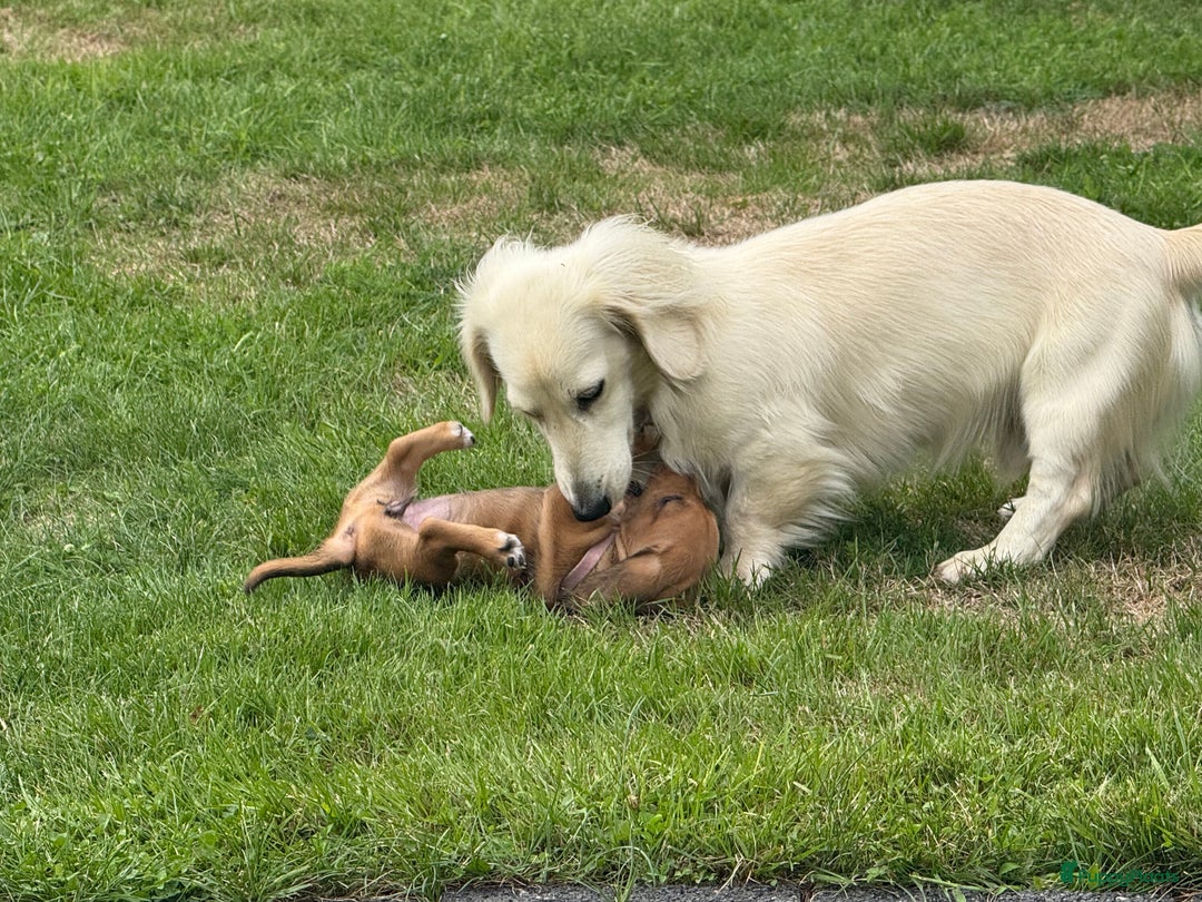 Teckel (korthaar)  honden te koop: Prachtig liefdesnestje met witte langharige papa - Afbeelding 6