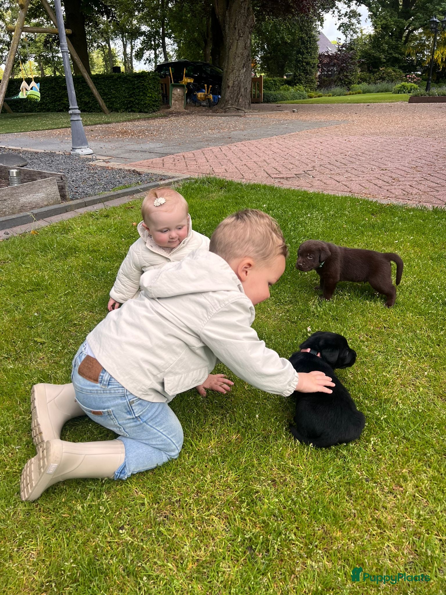Labrador Retriever honden Leuke lieve Labrador Pups - Advertentie 3