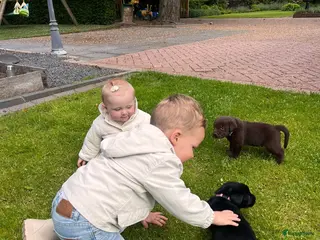 Labrador Retriever honden Leuke lieve Labrador Pups - Advertentie 3