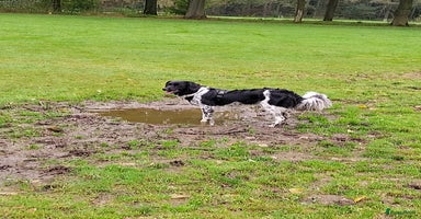 Friese Stabij honden - Advertentie 13