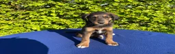 Labradoodle honden te koop: Doodle Pups - Advertentie 11