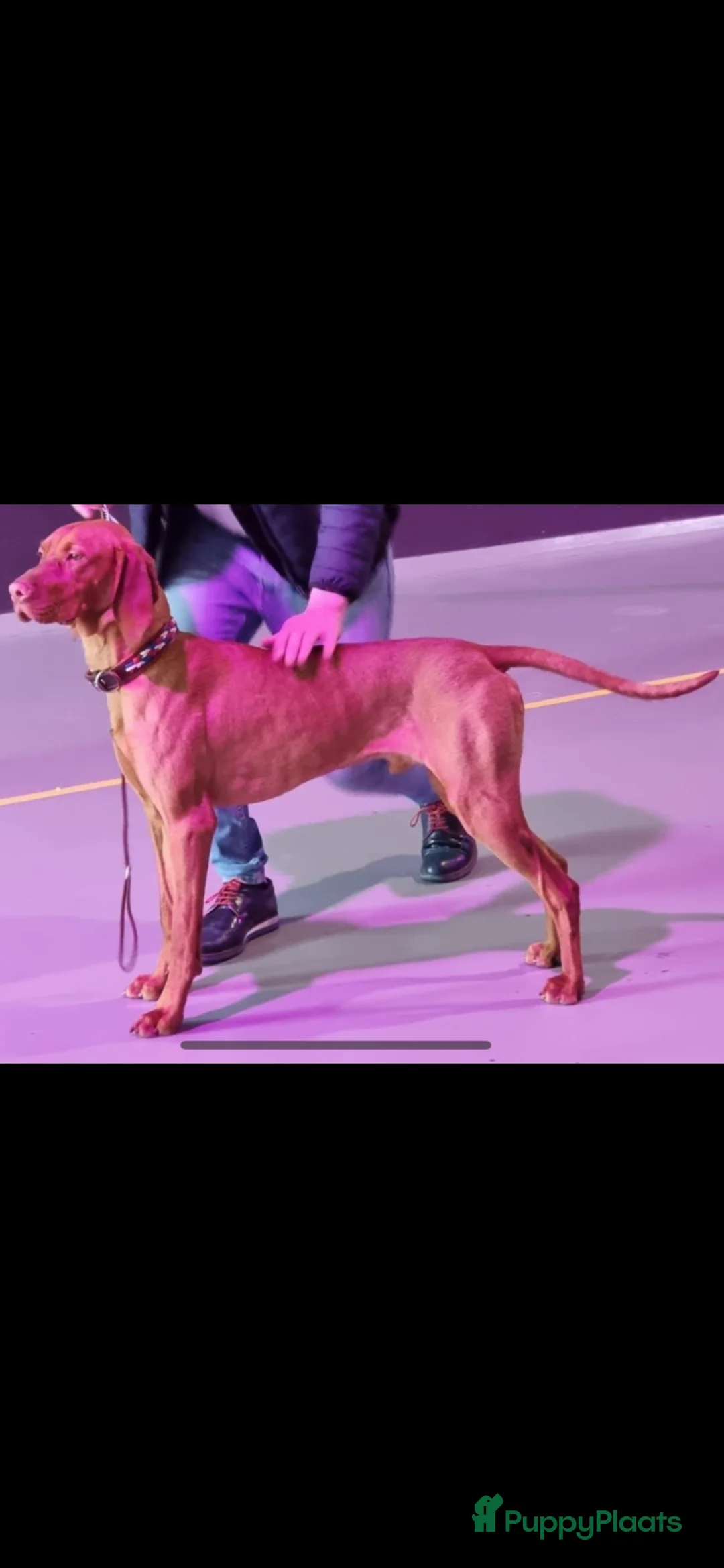 Vizsla korthaar honden te koop: Kortharige Hongaarse Vizsla-pups - Advertentie 22