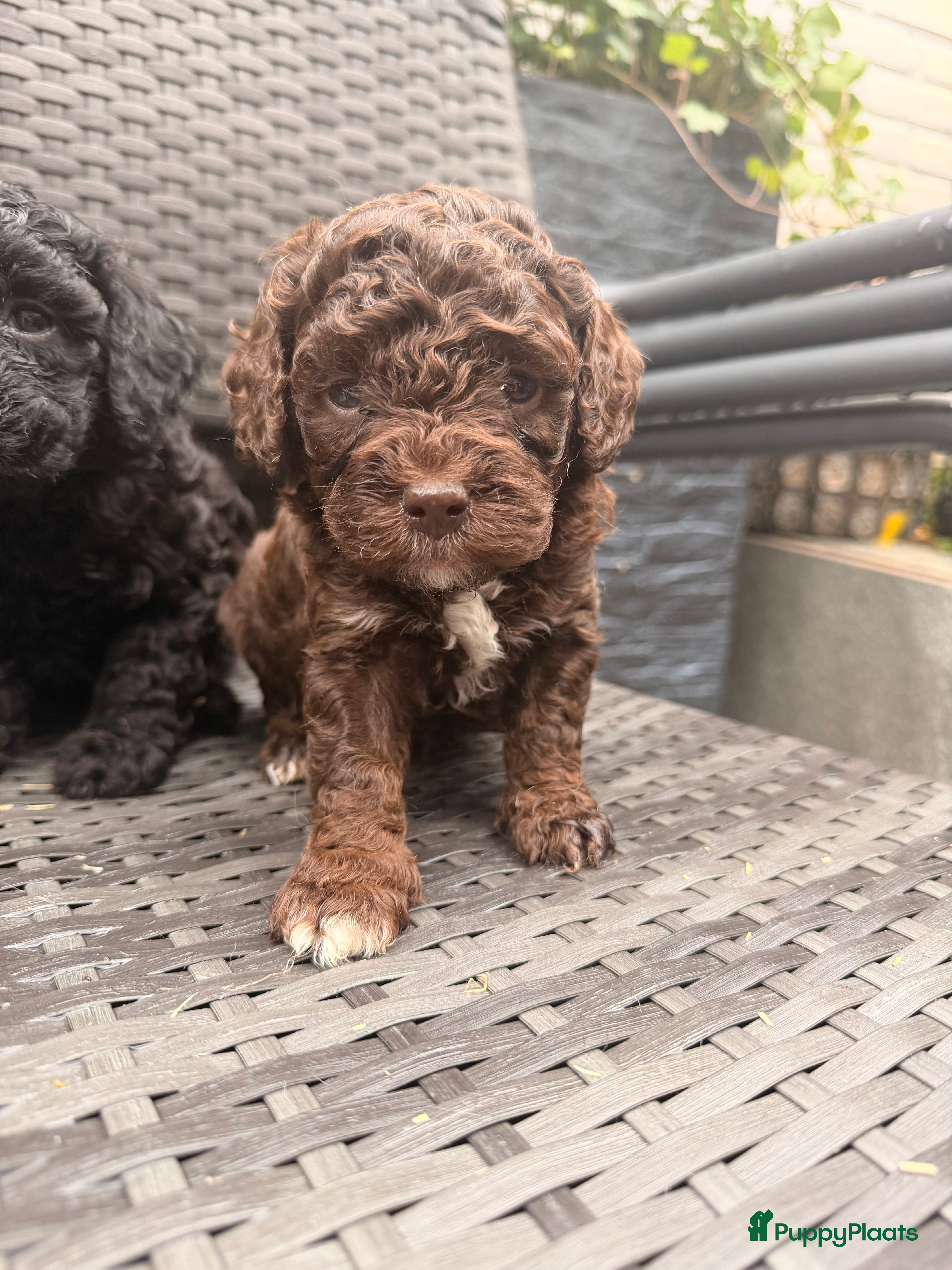 Maltipoo honden Maltipoo mini pup - Advertentie 2