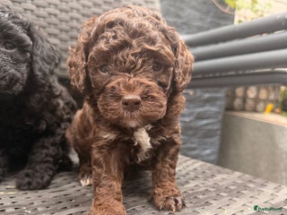 Maltipoo honden Maltipoo mini pup - Advertentie 1