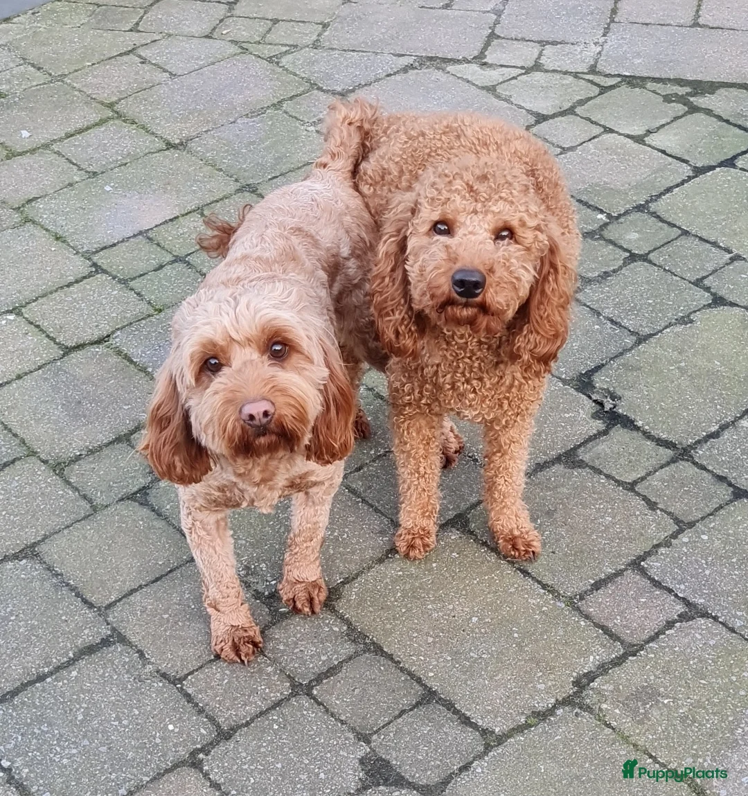 Dwergpoedel honden ter dekking: rode dwergpoedel dekreu (NIET te koop) in Budel - Advertentie 5