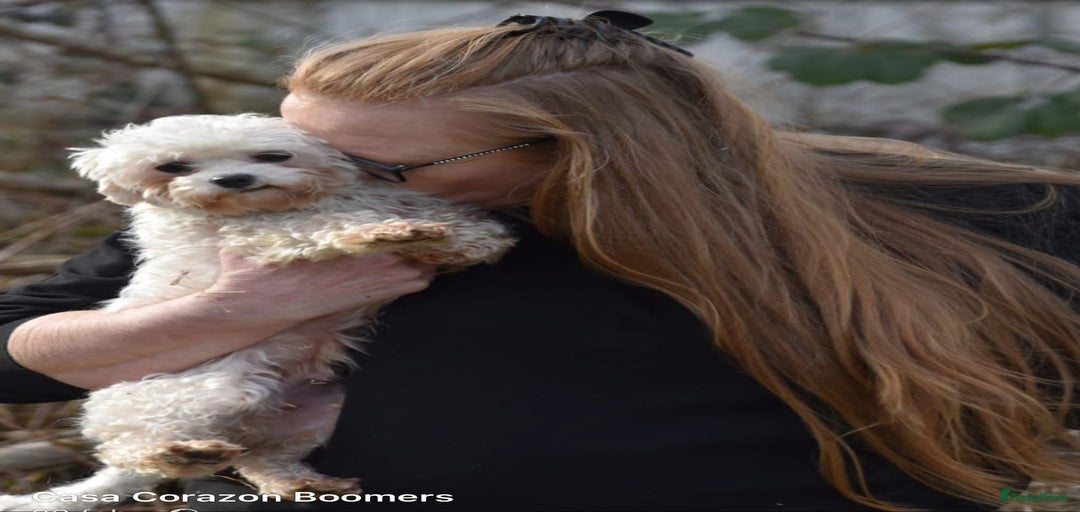 Galerij afbeelding {{count}}