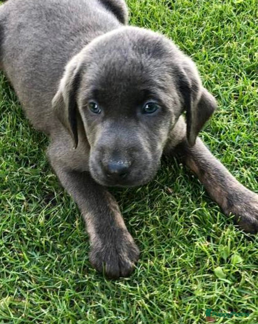 Labrador Retriever honden te koop: Labrador  - Afbeelding 4