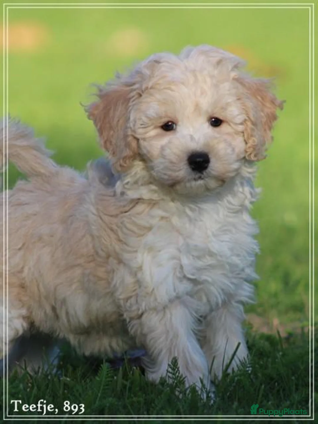 Maltipoo honden te koop: Knappe Maltipoo pups. - Advertentie 28