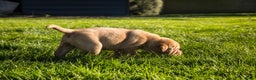 Labrador Retriever honden te koop: Redfox labradorpups  - Advertentie 9