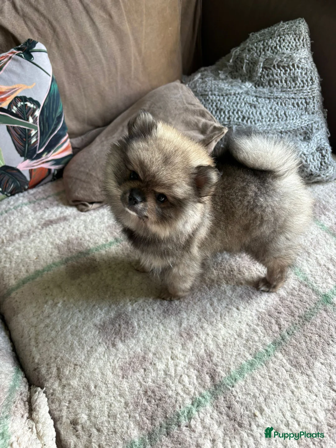 Pomeriaan honden te koop: De spelende pomeriaantjes wachten op jou - Advertentie 2