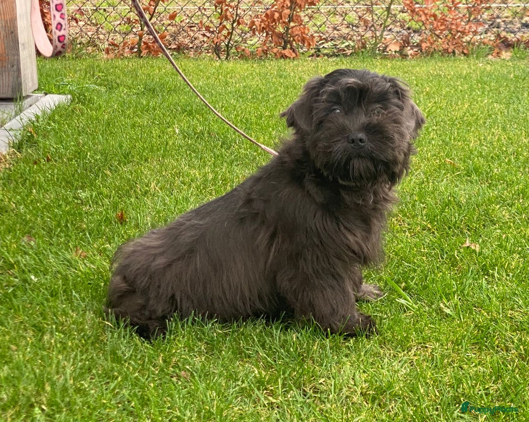 Boomer honden te koop: Leuke boomer reu  - Advertentie 2