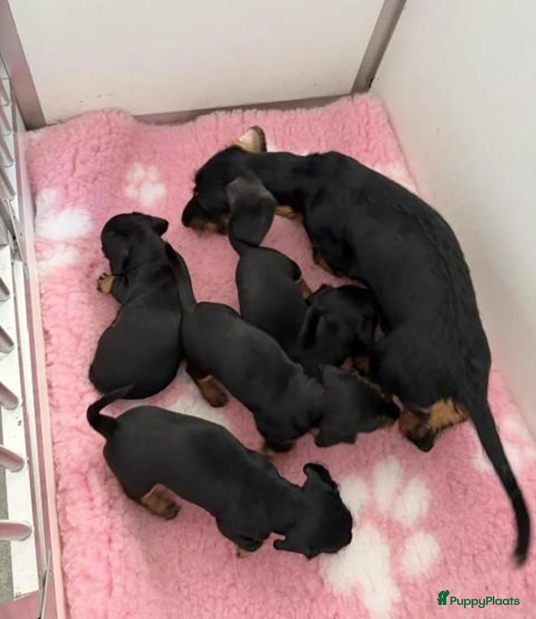 Ruwhaar Teckel honden te koop: Ruwhaar dwerg teckel pups met stamboom - Advertentie 1