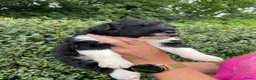 Kruising honden te koop: UNIEKE Wetterhoun X Australian Shepherd pups - Advertentie 13