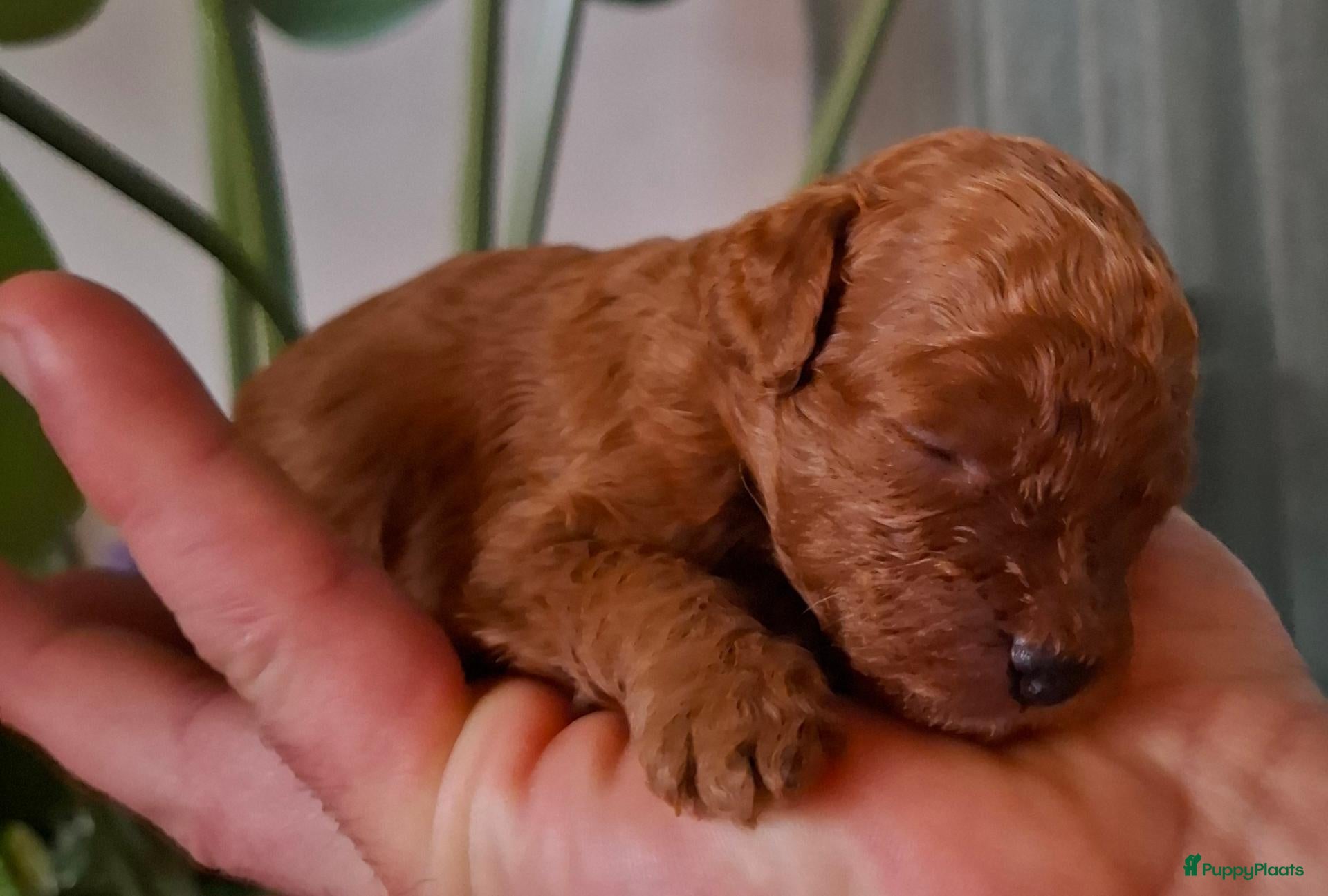 Labradoodle honden te koop: Mini labradoodle/poedel - Advertentie 3
