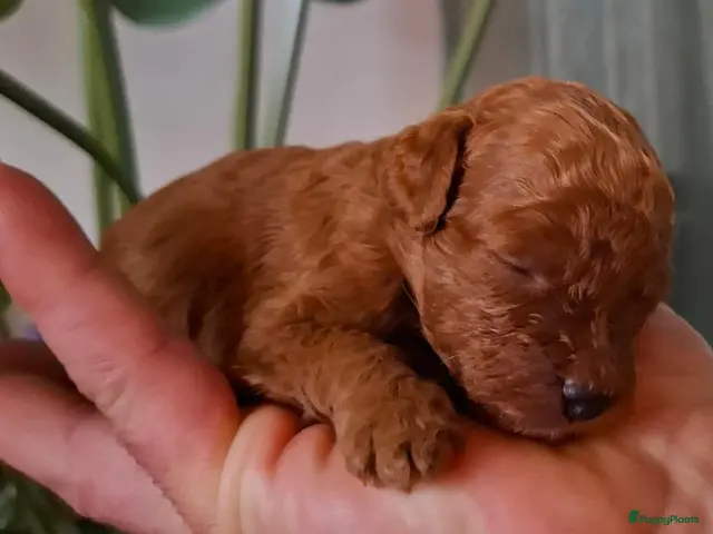 Labradoodle honden te koop: Mini labradoodle/poedel - Advertentie 3
