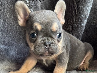 Franse Bulldog honden Lilac Tan reutje Franse Bulldog pup - Advertentie 1