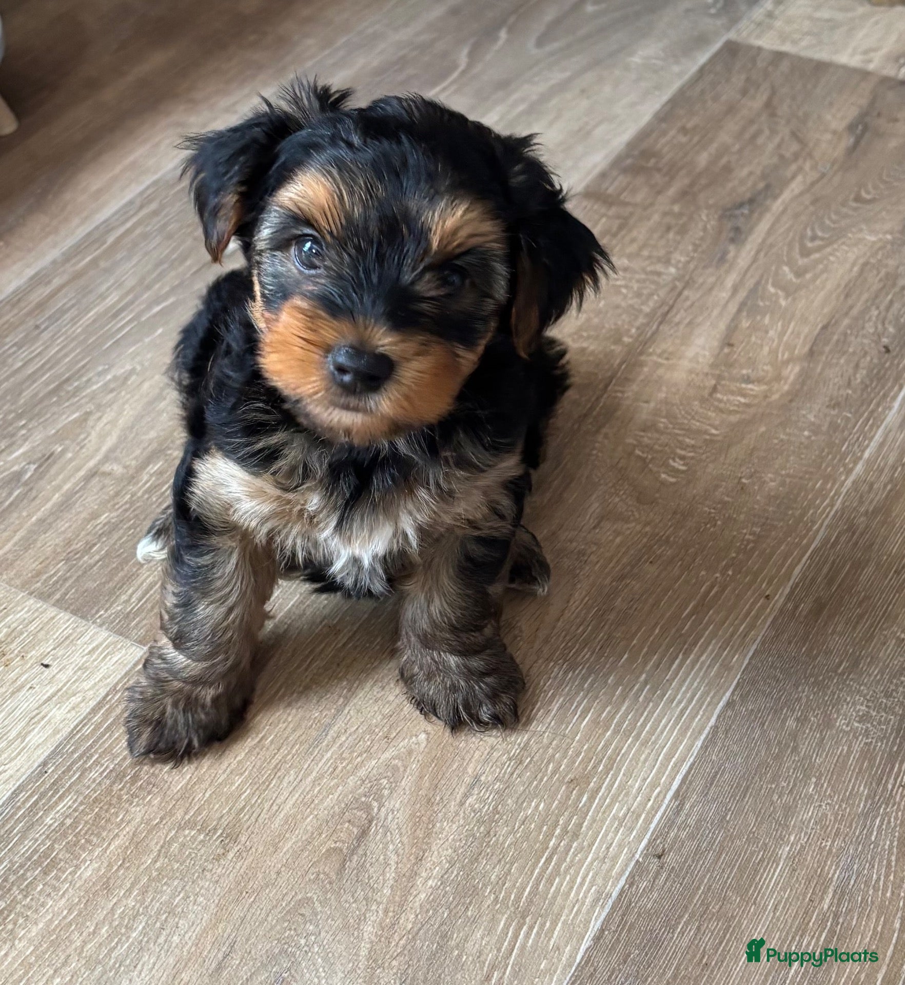 Yorkshire Terriër honden Nog 3 Yorkshire terriër pups zoeken een huisje - Advertentie 2