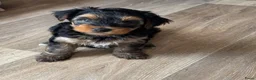 Yorkshire Terriër honden te koop: Nog 3 Yorkshire terriër pups zoeken een huisje - Advertentie 2