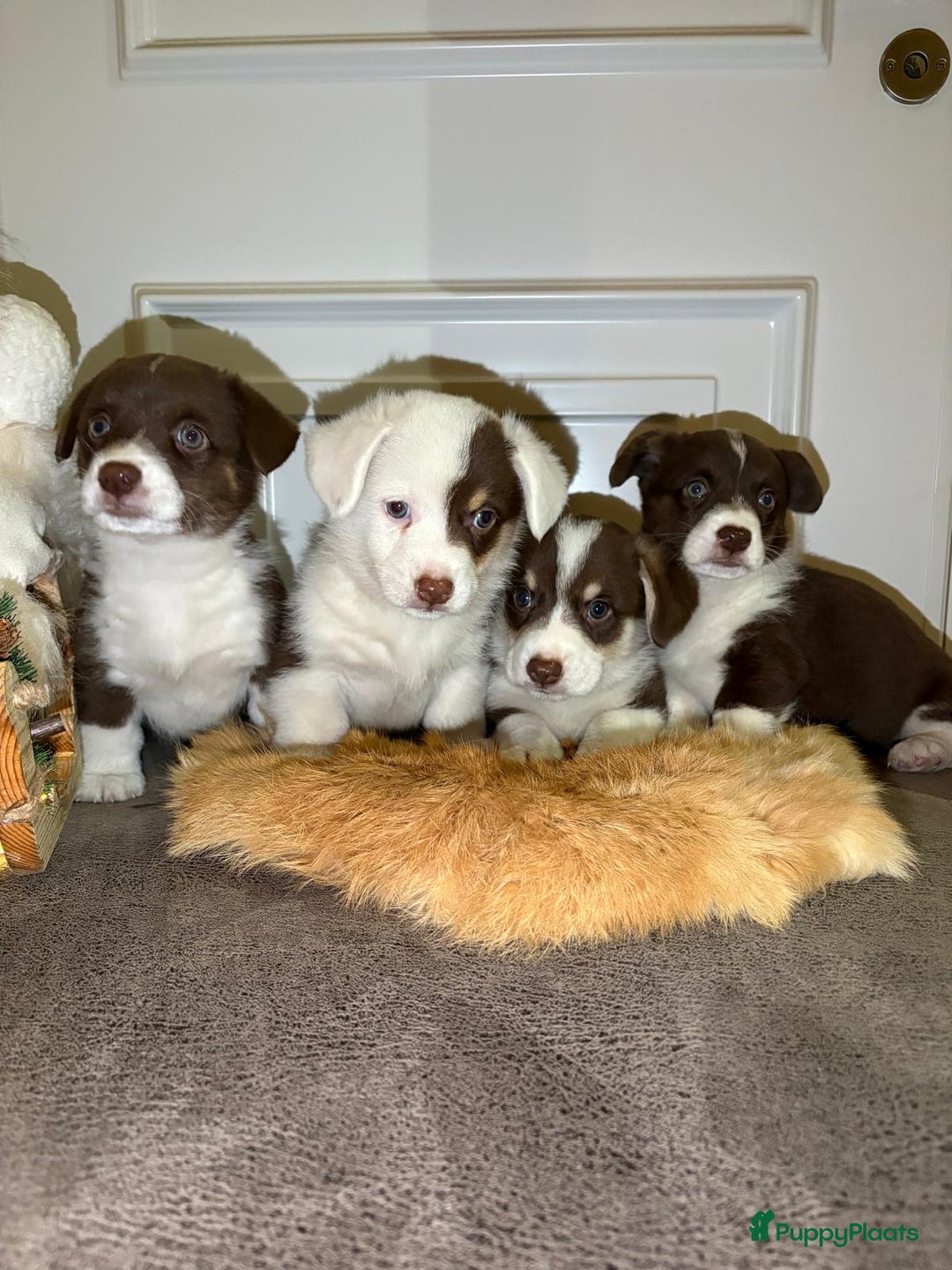 Welsh Corgi Cardigan honden te koop: Welsh Corgi Cardigan puppy’s  - Advertentie 1