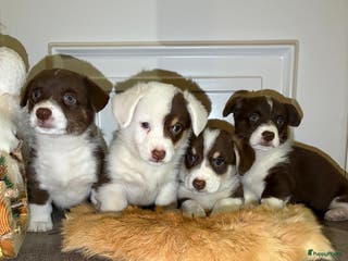 Welsh Corgi Cardigan honden Welsh Corgi Cardigan puppy’s - Advertentie 1
