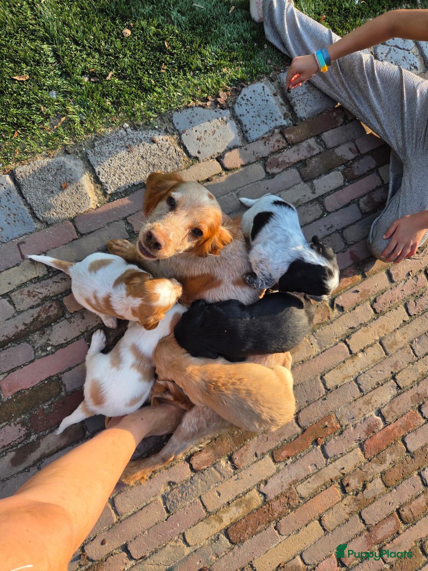 Engelse Cocker Spaniel honden Workingcocker spaniel pups te koop - Advertentie 1