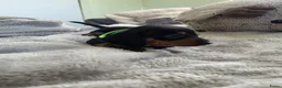 Teckel (korthaar)  honden te koop: Kortharige teckel pups - Advertentie 3