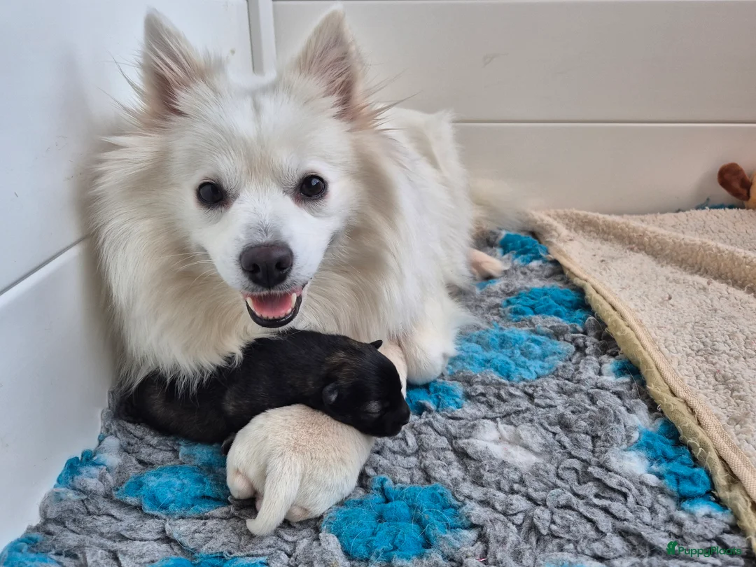 Keeshond honden te koop: Middenslag Keeshond pups - Advertentie 3