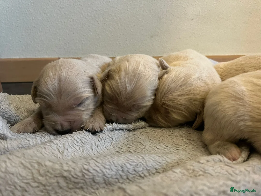 Golden Retriever honden te koop: Golden Retriever pups - Advertentie 4