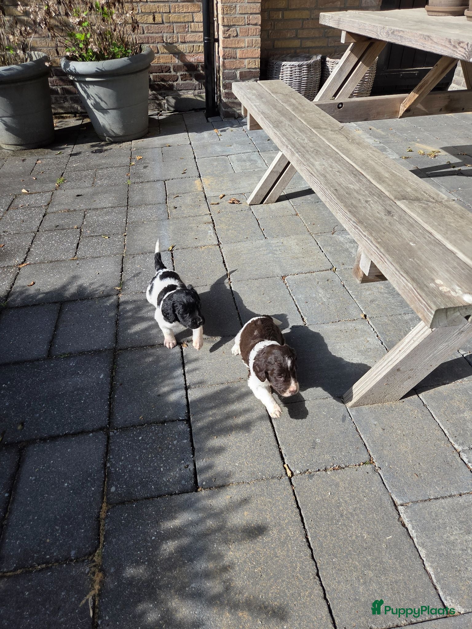 Kruising honden Friese stabij/Heidewachtel pups - Advertentie 11