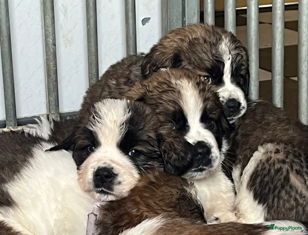 Kruising honden te koop: Super lieve Sint Berner pups - Advertentie 1