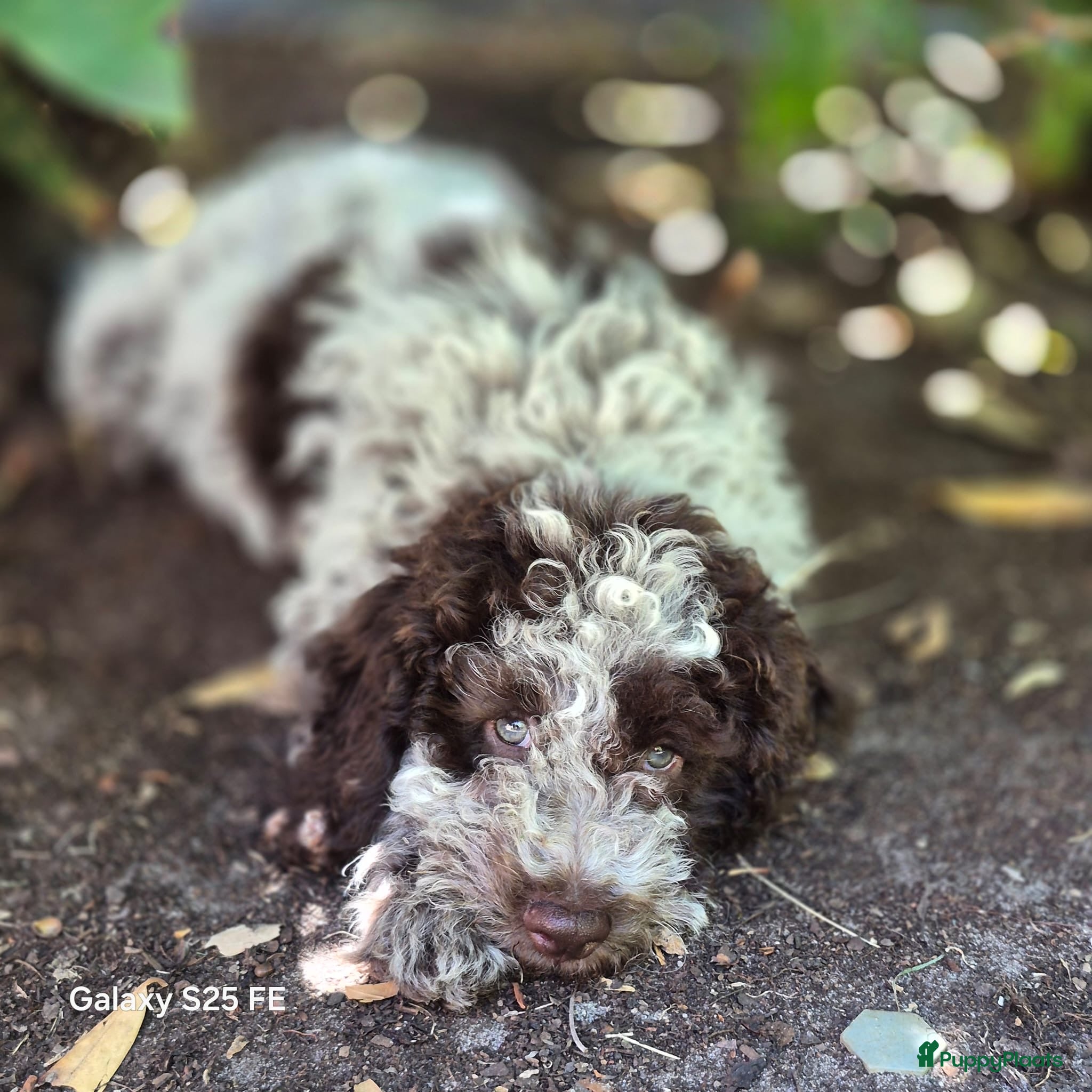 Lagotto Romagnolo honden 3 prachtige puppy's LAGOTO ROMAGNOLO  - Advertentie 1