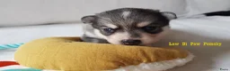 Pomsky honden te koop: Pomsky puppy’s F4+, 100% Amerikaanse bloedlijn - Advertentie 6