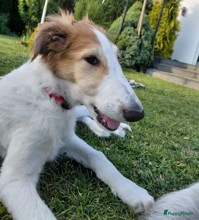 Barsoi honden AZALIA, Borzoi-teef uit FCI-kennel zoekt thuis - Advertentie 1