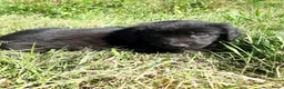 Kruising honden te koop: Prachtige Goldendoole X Friese Stabij pups - Advertentie 3