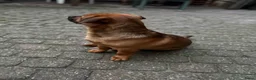 Kruising honden te koop: Bobbie zoekt een fijn huisje!  - Advertentie 2
