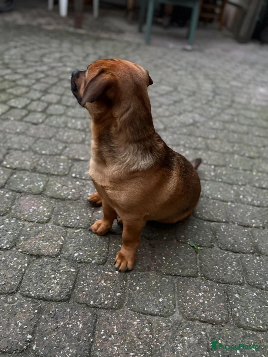 Kruising honden te koop: Bobbie zoekt een fijn huisje!  - Advertentie 2