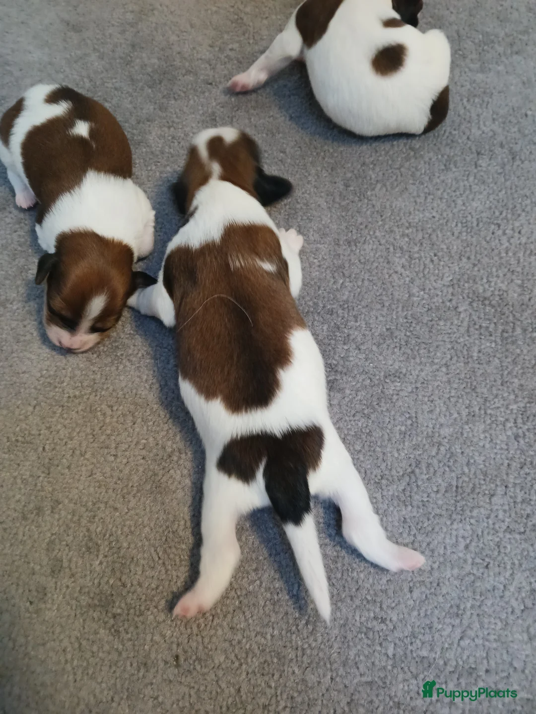 Kooikerhondje honden te koop: Supper liever  nestje kooiker pups van 7 - Advertentie 4